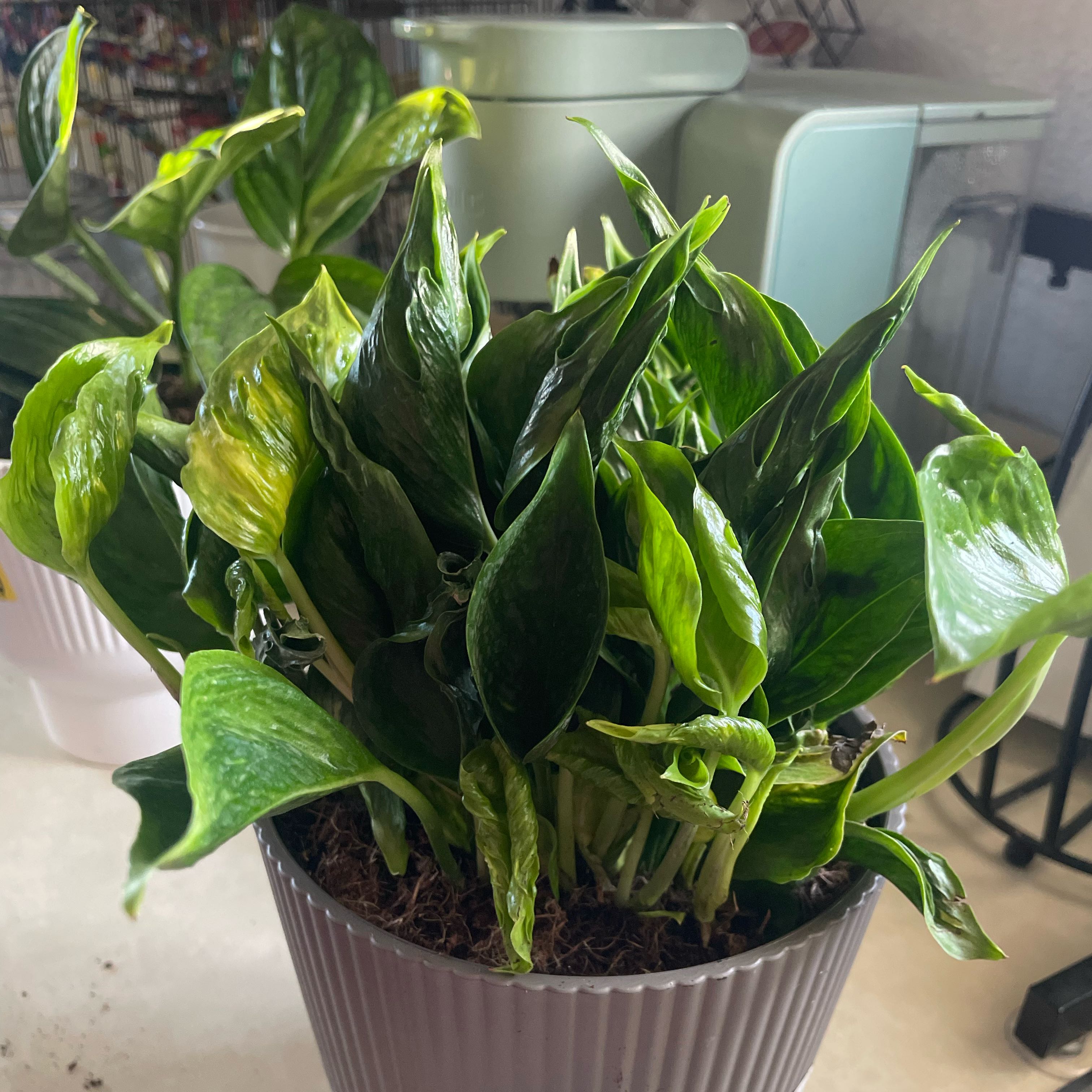 Photo of the plant species Epipremnum 'Shangri-La' by @Luvmyplantbaby named Shangria on Greg, the plant care app