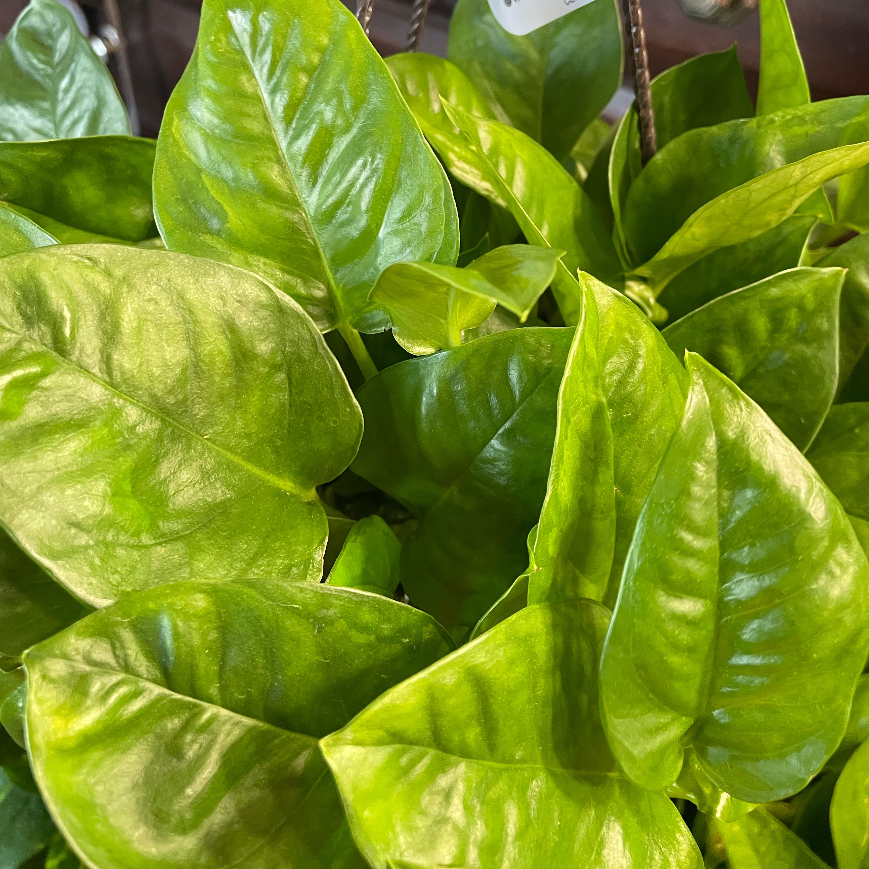 Photo of the plant species Oopsie Pothos by @Luvmyplantbaby named Oopsie on Greg, the plant care app