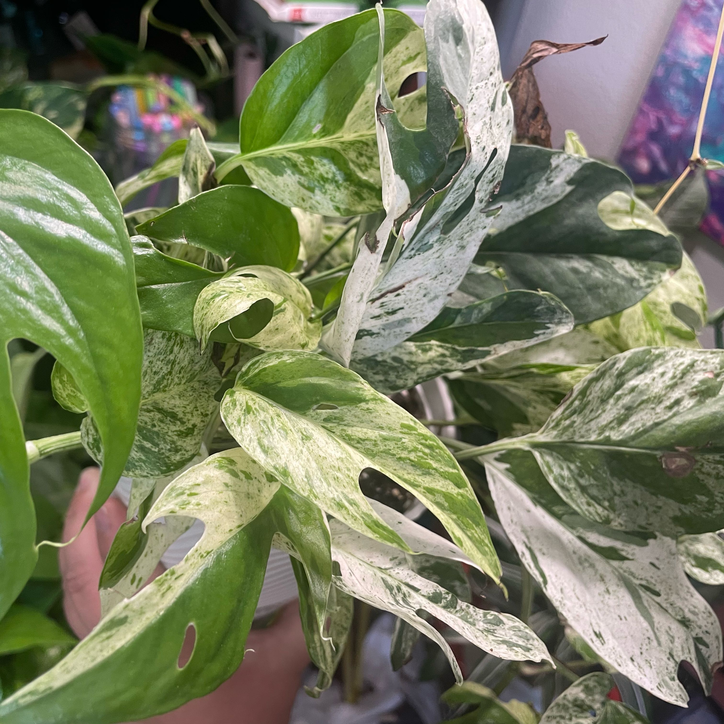 Photo of the plant species Epi Marble by @Luvmyplantbaby named Leonardo on Greg, the plant care app