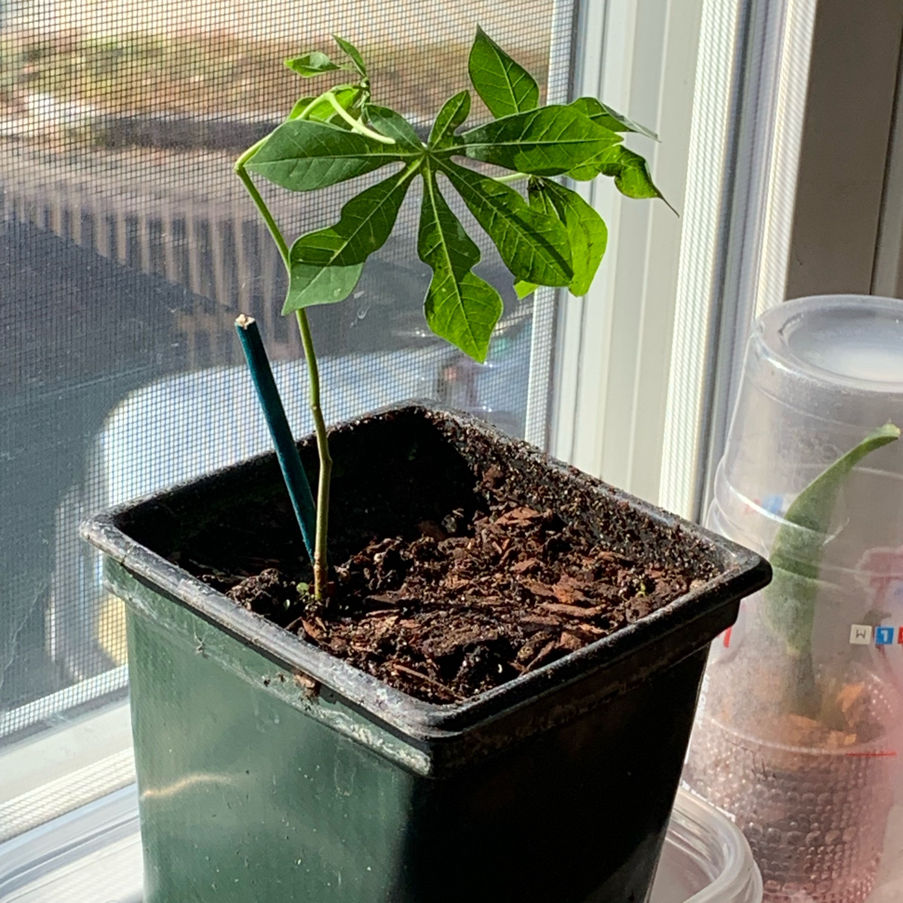 Photo of the plant species Graham's Manihot by @SleekEarthstar named Denali on Greg, the plant care app