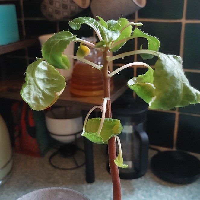 Photo of the plant species Parrot Impatiens by @SuaveCarpetrose named Terra on Greg, the plant care app