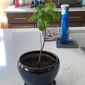 Photo of the plant species honey suckle by @ClearcutAgarito named Athena on Greg, the plant care app