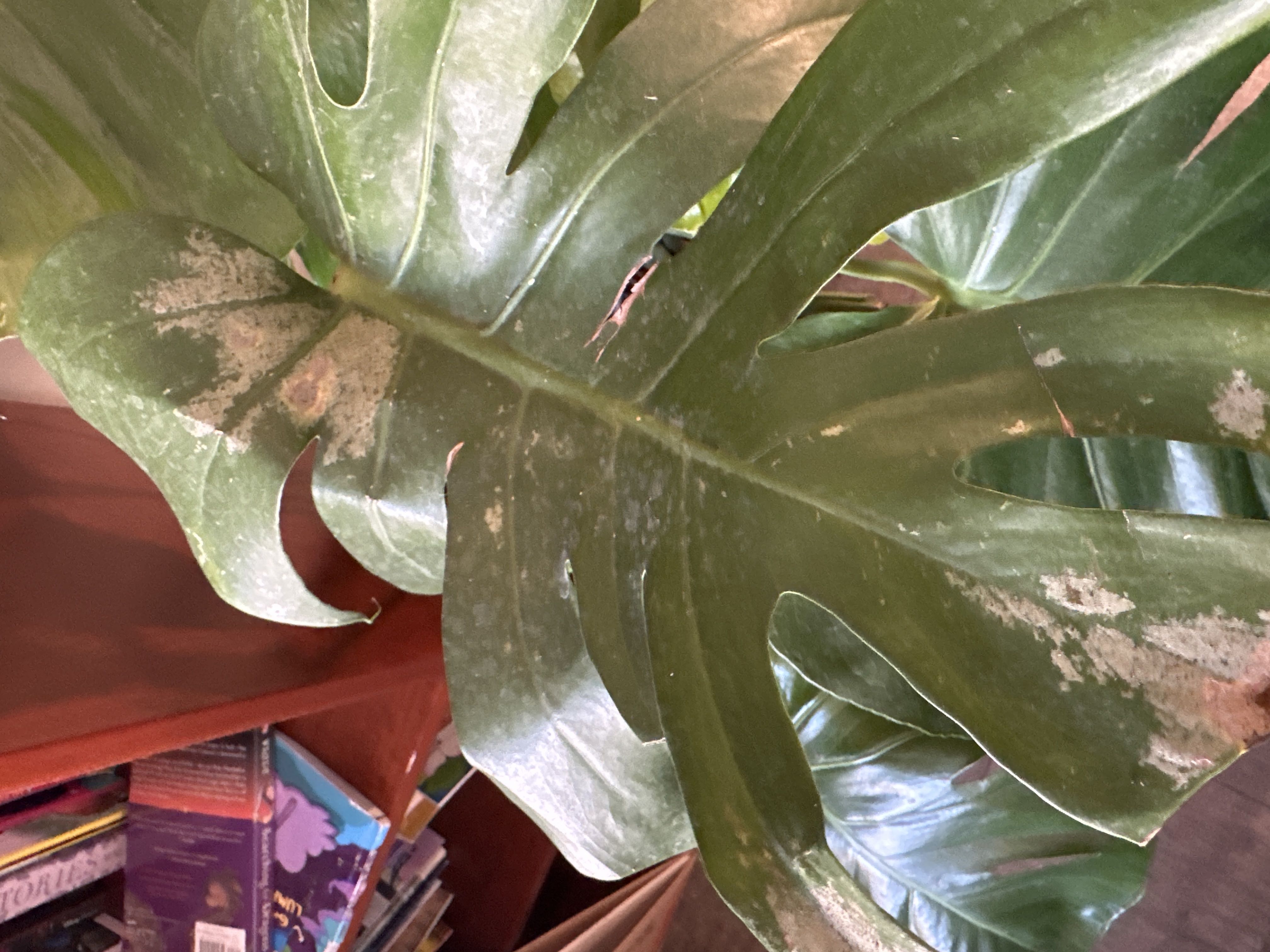Monstera Trouble?