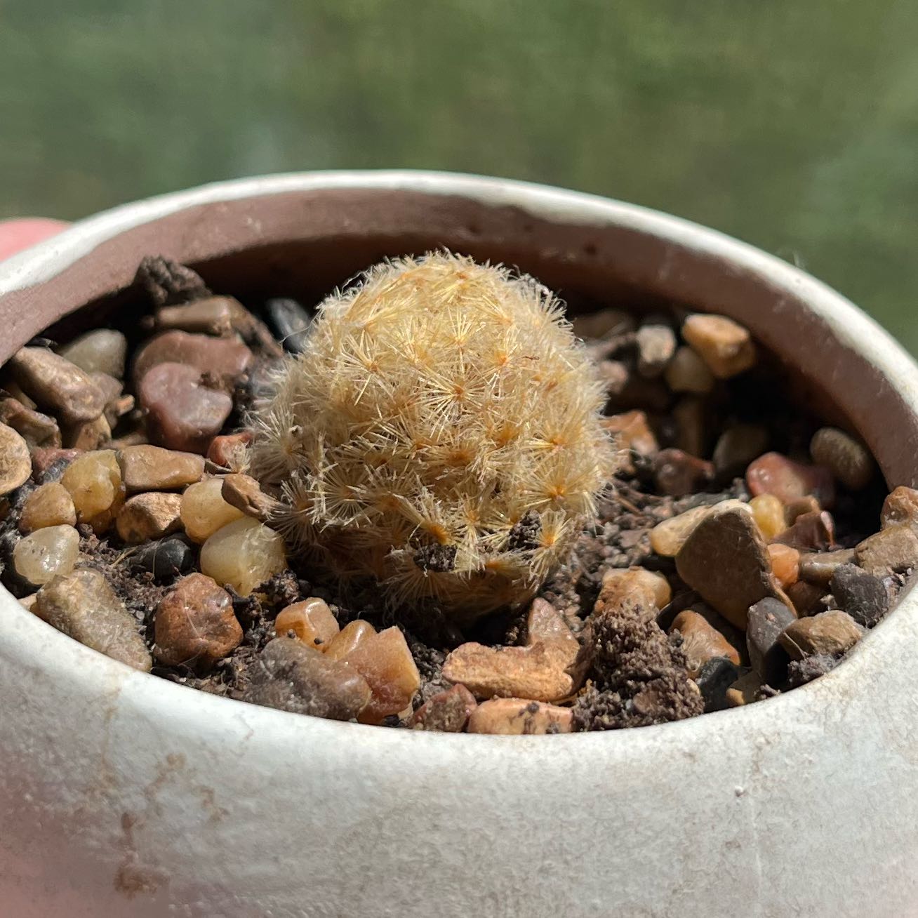 Photo of the plant species Isla Carmen Pincushion Cactus by @Gardengirl2022 named Terra on Greg, the plant care app