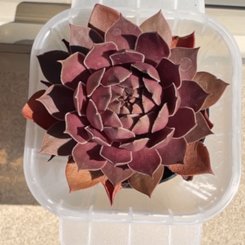 Photo of the plant species Sempervivum 'Pacific Devil's Food' by @fuffyxyz named Remington on Greg, the plant care app