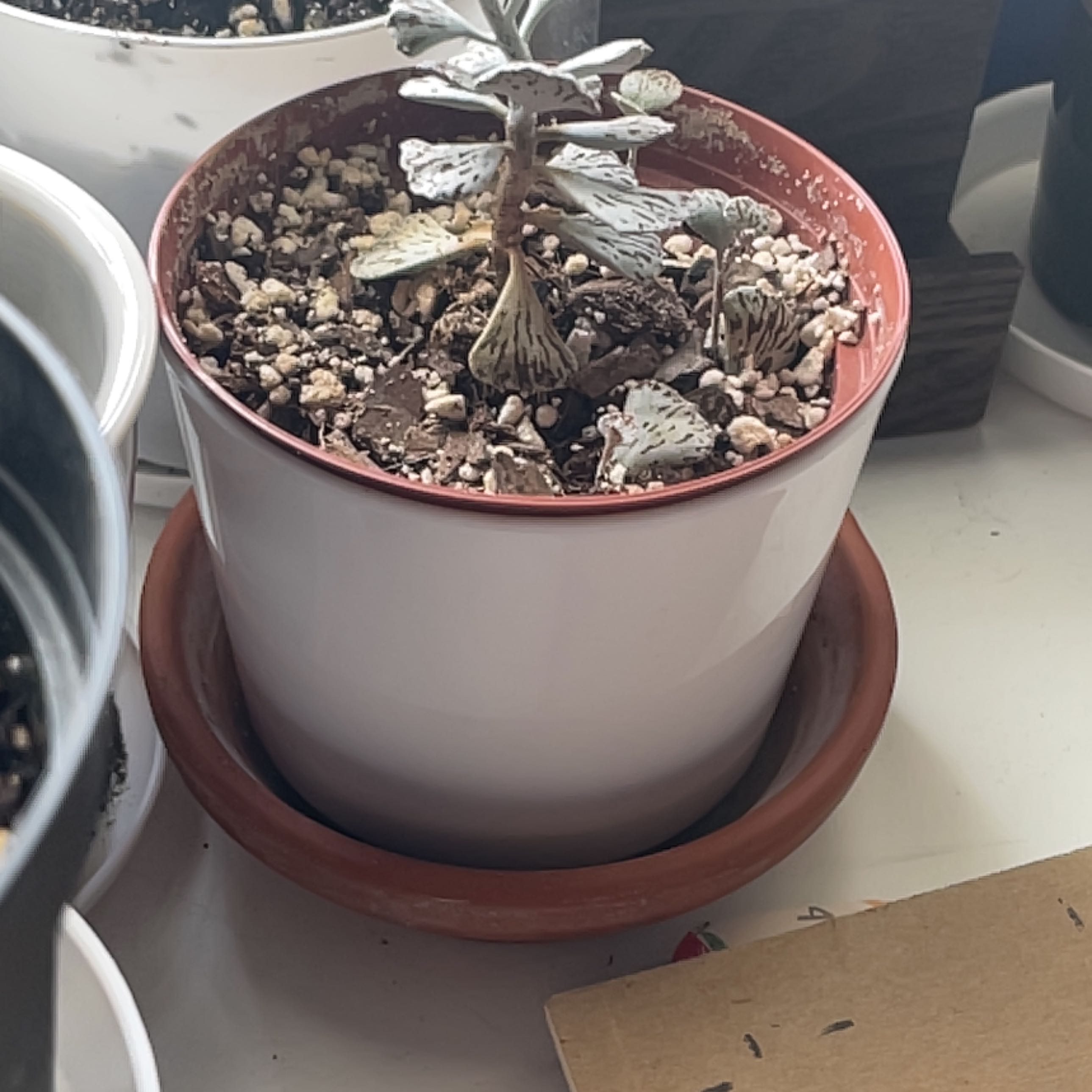 Photo of the plant species Pies from Heaven by @fuffyxyz named Steamy on Greg, the plant care app