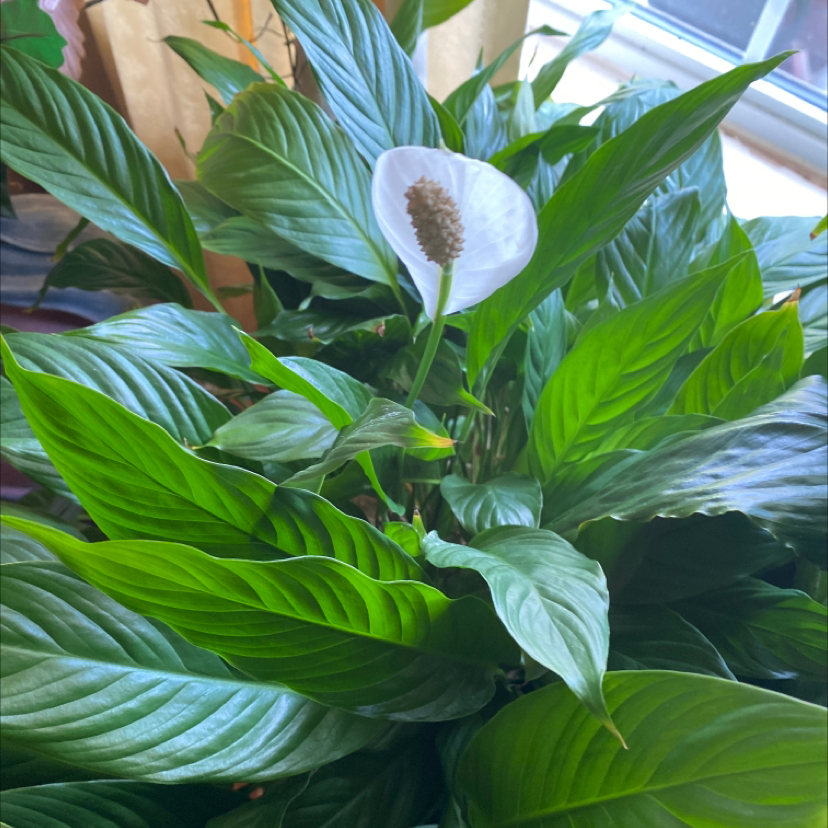 Peace Lily plant photo by Rosie named Captain Plant-it on Greg, the plant care app.
