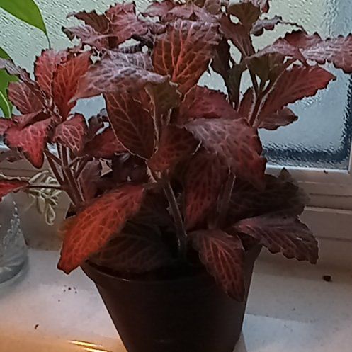 Photo of the plant species Fittonia 'Ruby Red' by @NewMingthing40 named Ruby on Greg, the plant care app