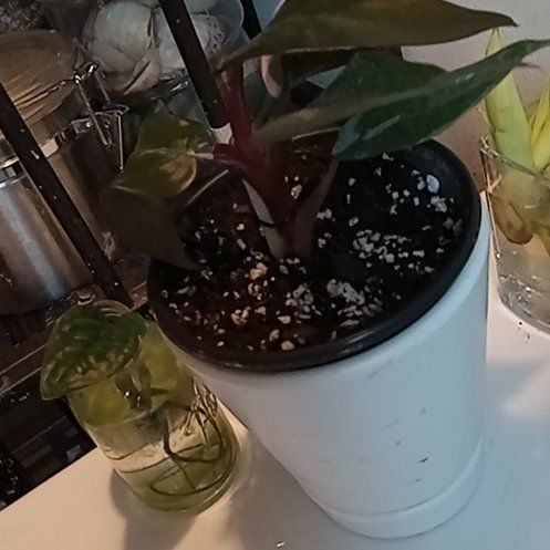Photo of the plant species Black Cherry Pink Princess by @NewMingthing40 named Blackie on Greg, the plant care app