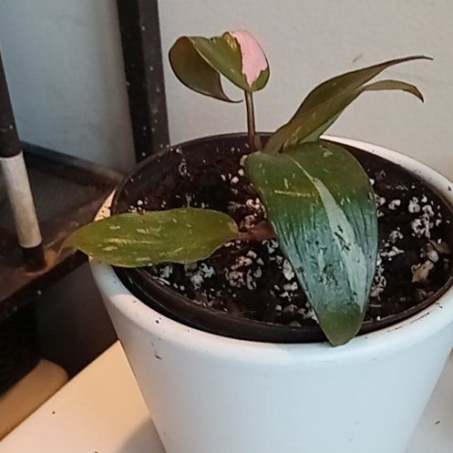 Photo of the plant species Black Cherry Pink Princess by @NewMingthing40 named Bobbie on Greg, the plant care app