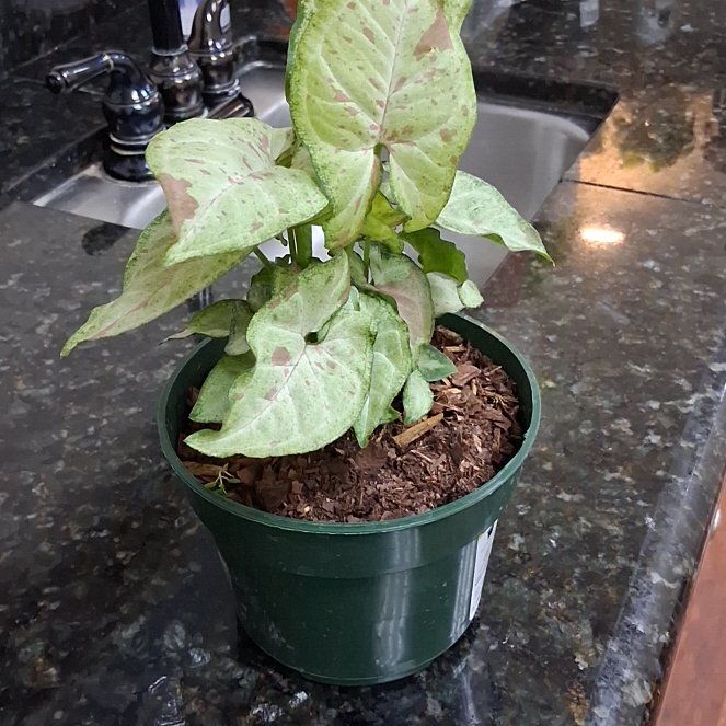 Photo of the plant species Spotted Ladysthumb by @NewMingthing40 named Ladybug on Greg, the plant care app