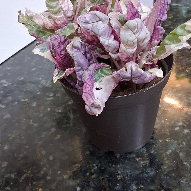 Photo of the plant species Snow White Waffle Plant by @NewMingthing40 named Snow White on Greg, the plant care app