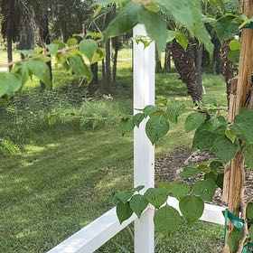 Photo of the plant species Barbara Karst Bougainvillea by @HeroDragonarum named Tolkien on Greg, the plant care app