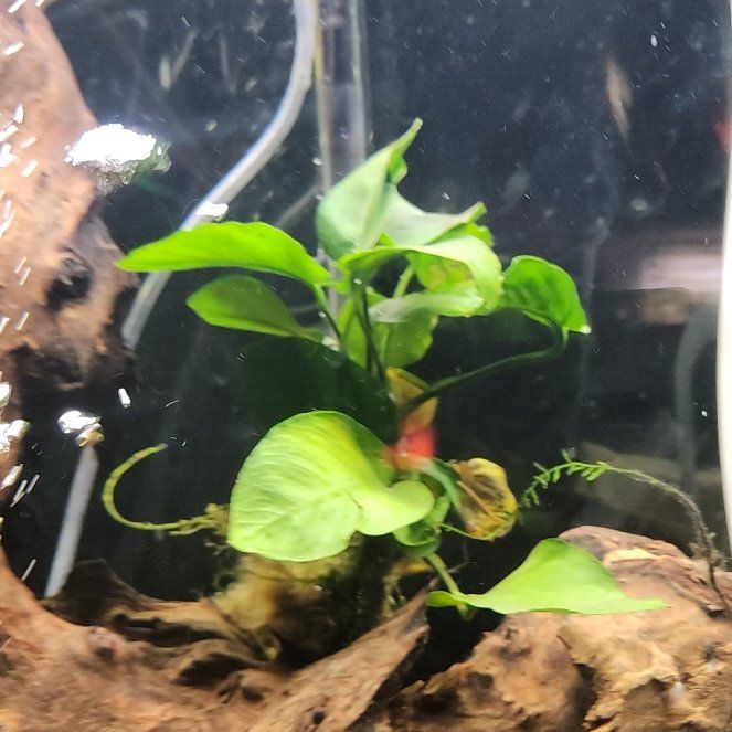 Photo of the plant species Hornwort by @SuppleWaiuatua named Beyonce on Greg, the plant care app