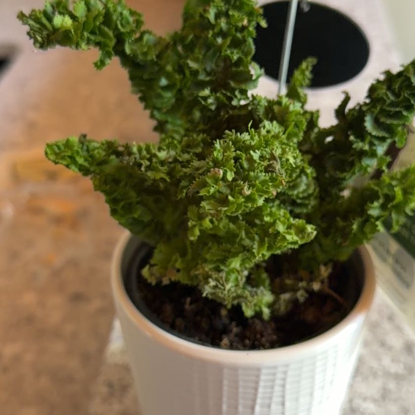 Photo of the plant species Boston Fern by @SultryFalsealoe named Cleopatra on Greg, the plant care app