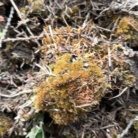 Photo of the plant species Roundleaf Ceratodon Moss by @RichFalsearalia named Fernie Mercury on Greg, the plant care app