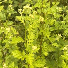 Photo of the plant species Feverfew by @RichFalsearalia named Willow on Greg, the plant care app
