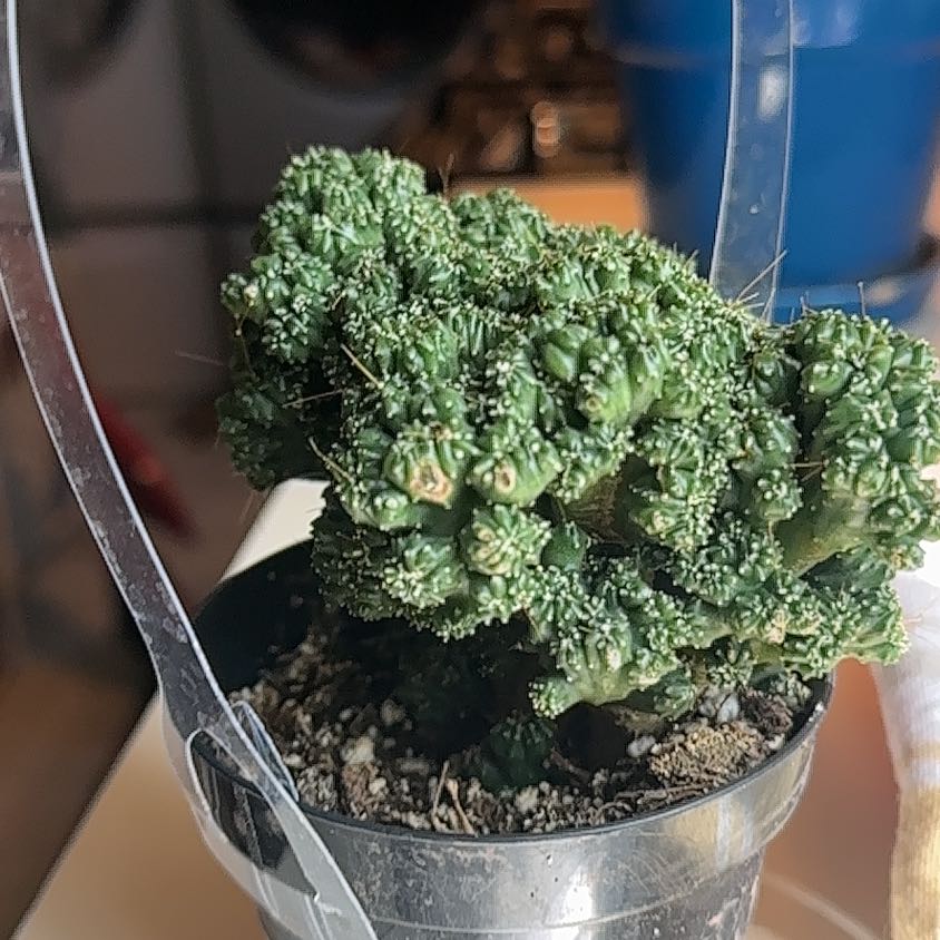 Photo of the plant species Cereus repandus f. monstrose 'Goblin' by @TopTupeia58 named Krenko on Greg, the plant care app