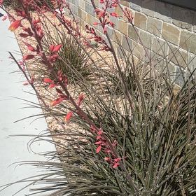 Photo of the plant species Firecracker Plant by @TopTupeia58 named Aria on Greg, the plant care app