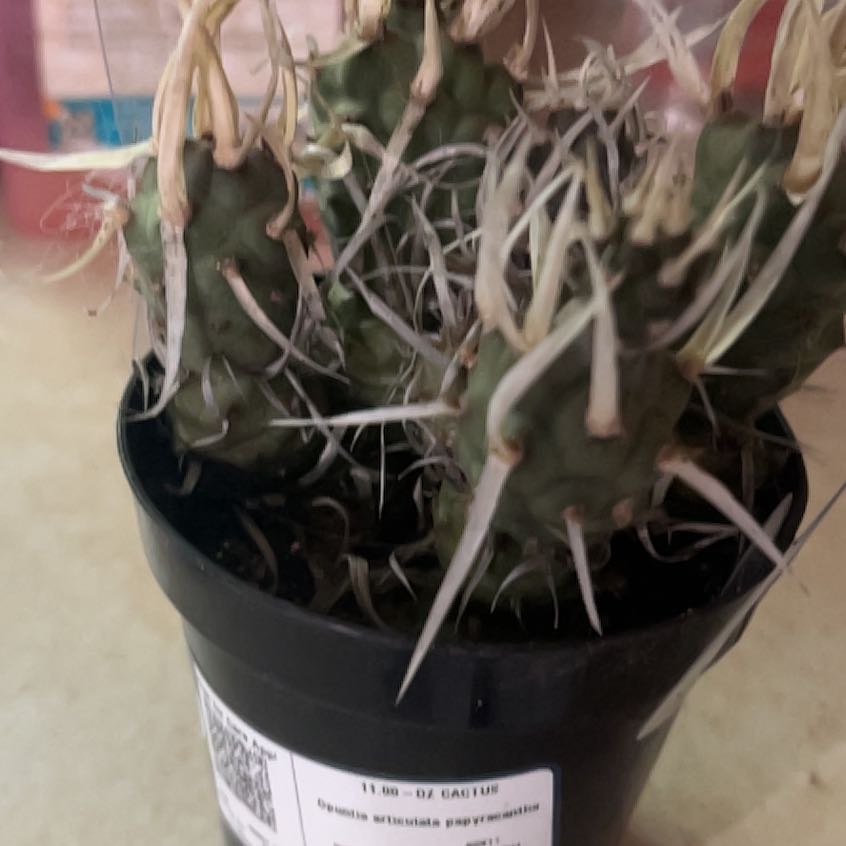 Photo of the plant species Opuntia articulata var. papyracantha by @DollLittlequeen named Fernie Mercury on Greg, the plant care app