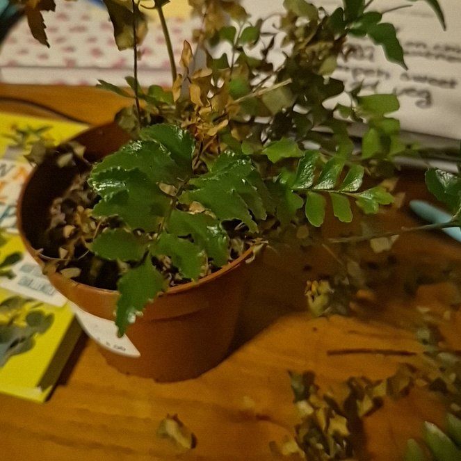Photo of the plant species Mahogany Fern by @GaietyCentella named Mochi on Greg, the plant care app