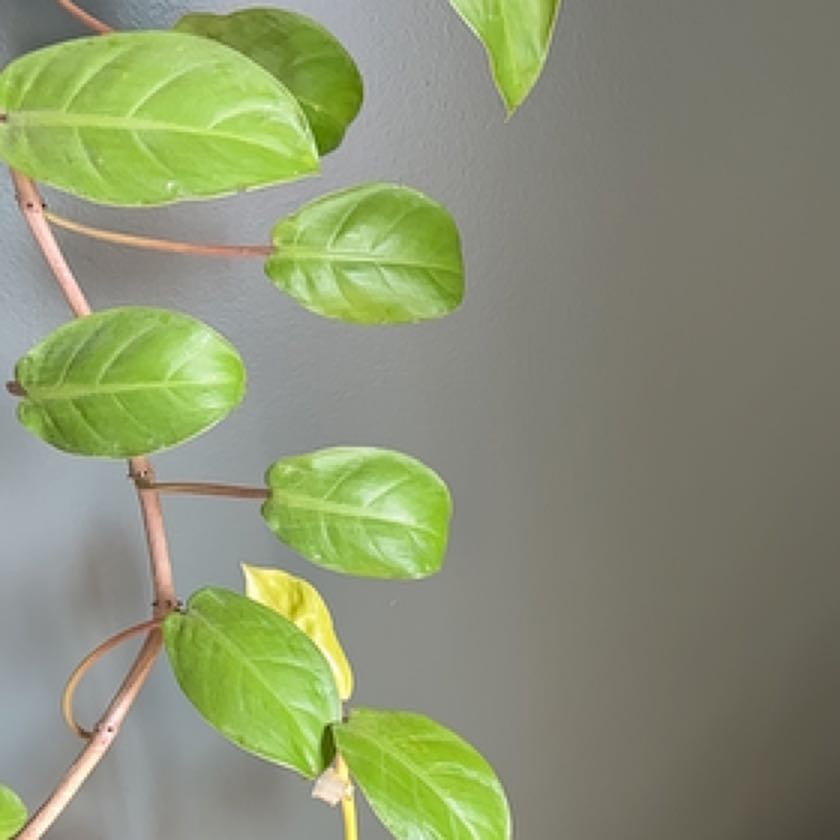 Photo of the plant species Philodendron 'Malay Gold' by @HolyWoodanemone named Nithin on Greg, the plant care app