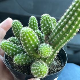 Photo of the plant species Echinopsis 'Flambeau' by @QuirkyLousewort named Nemo on Greg, the plant care app