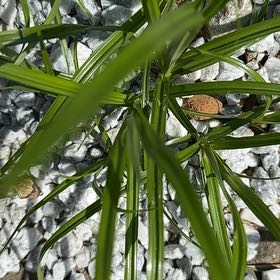 Photo of the plant species Tall Flatsedge by @SelectRyebrome named Anne on Greg, the plant care app