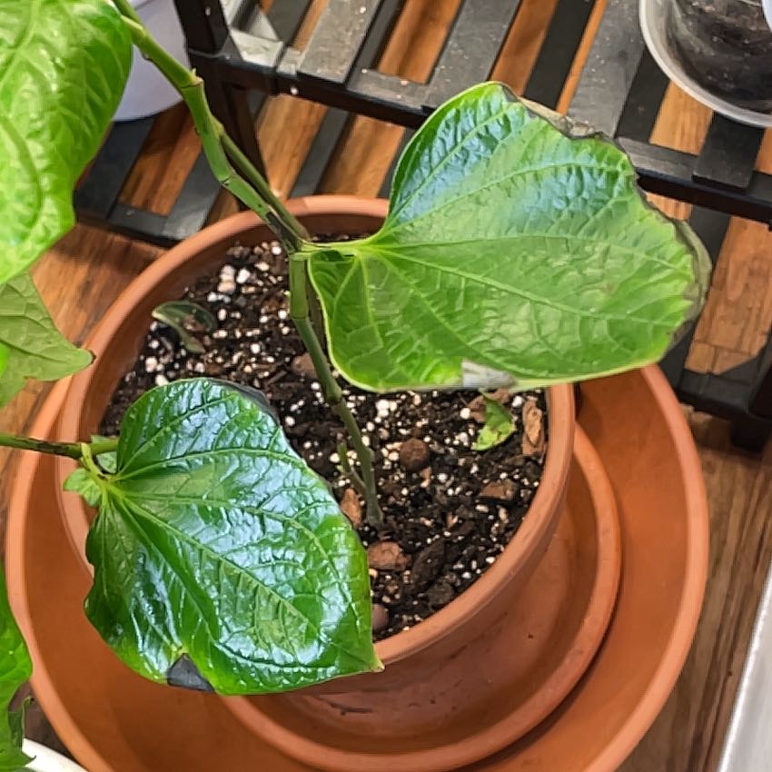 Photo of the plant species Wild Betel Leaf by @KeenSkunkvine named Denali on Greg, the plant care app