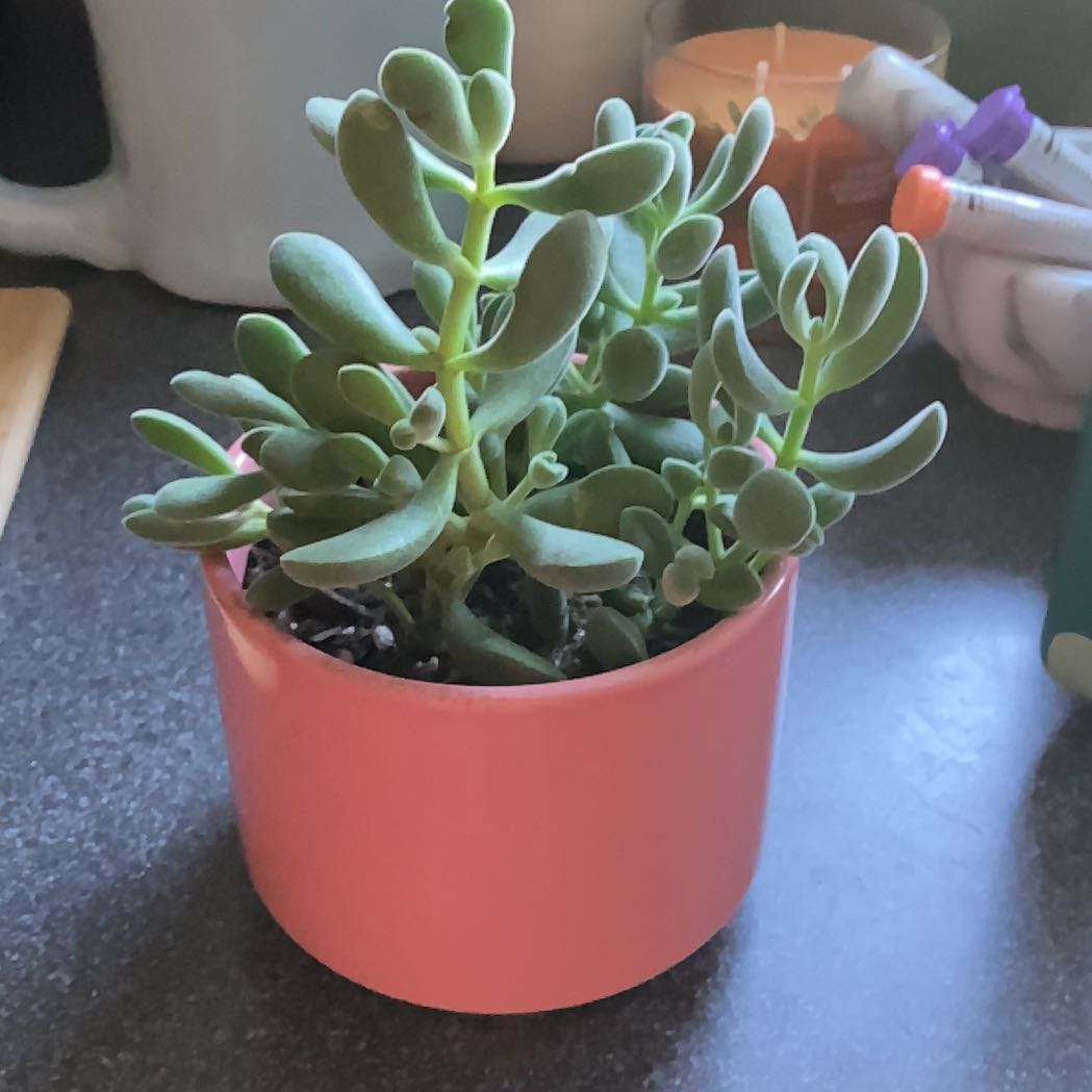Photo of the plant species Crassula rogersii by @DiscreteRedfir named Drop on Greg, the plant care app
