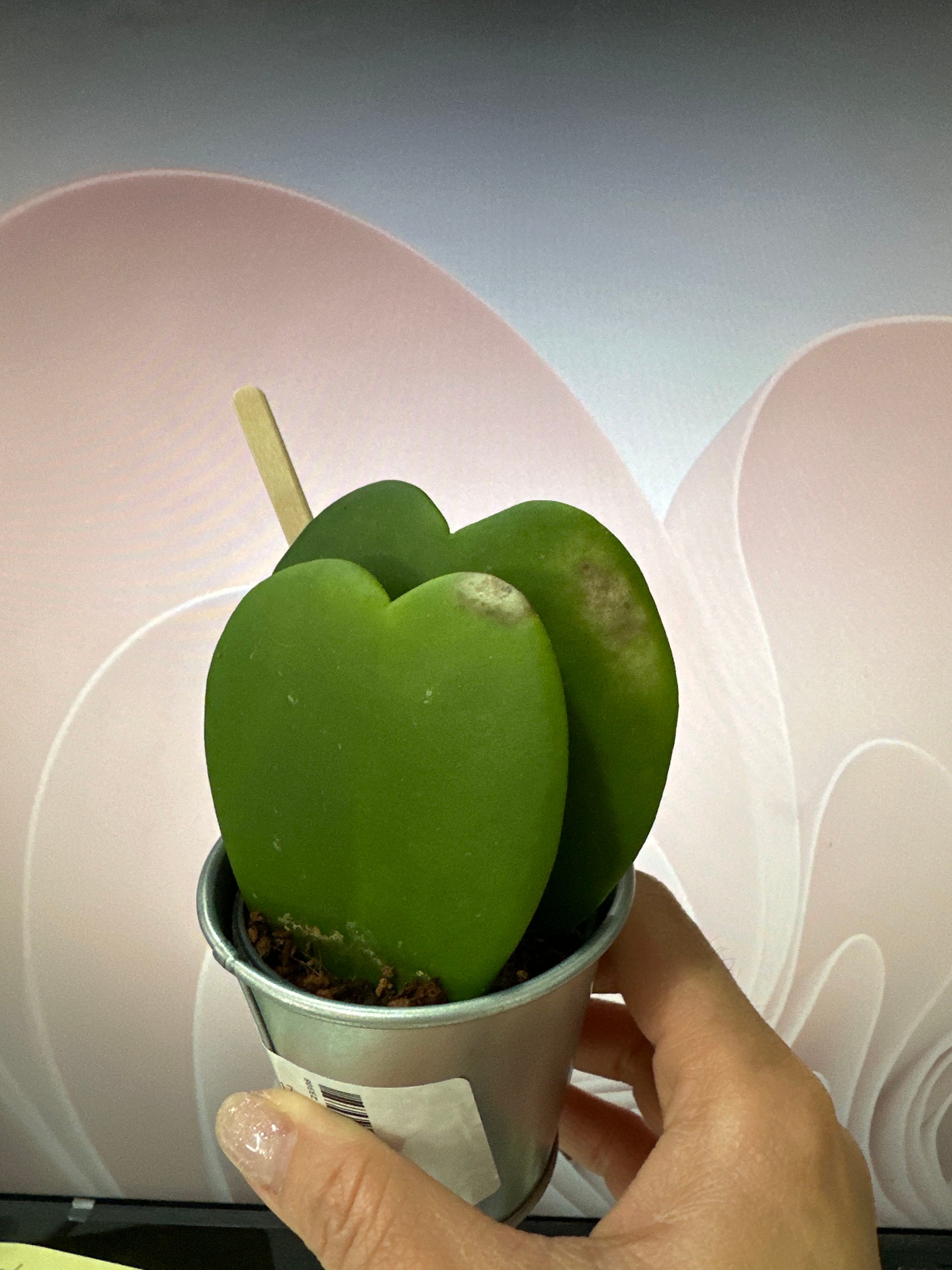 👑 4 Factors Influencing Hoya 'Argentea Princess' Growth