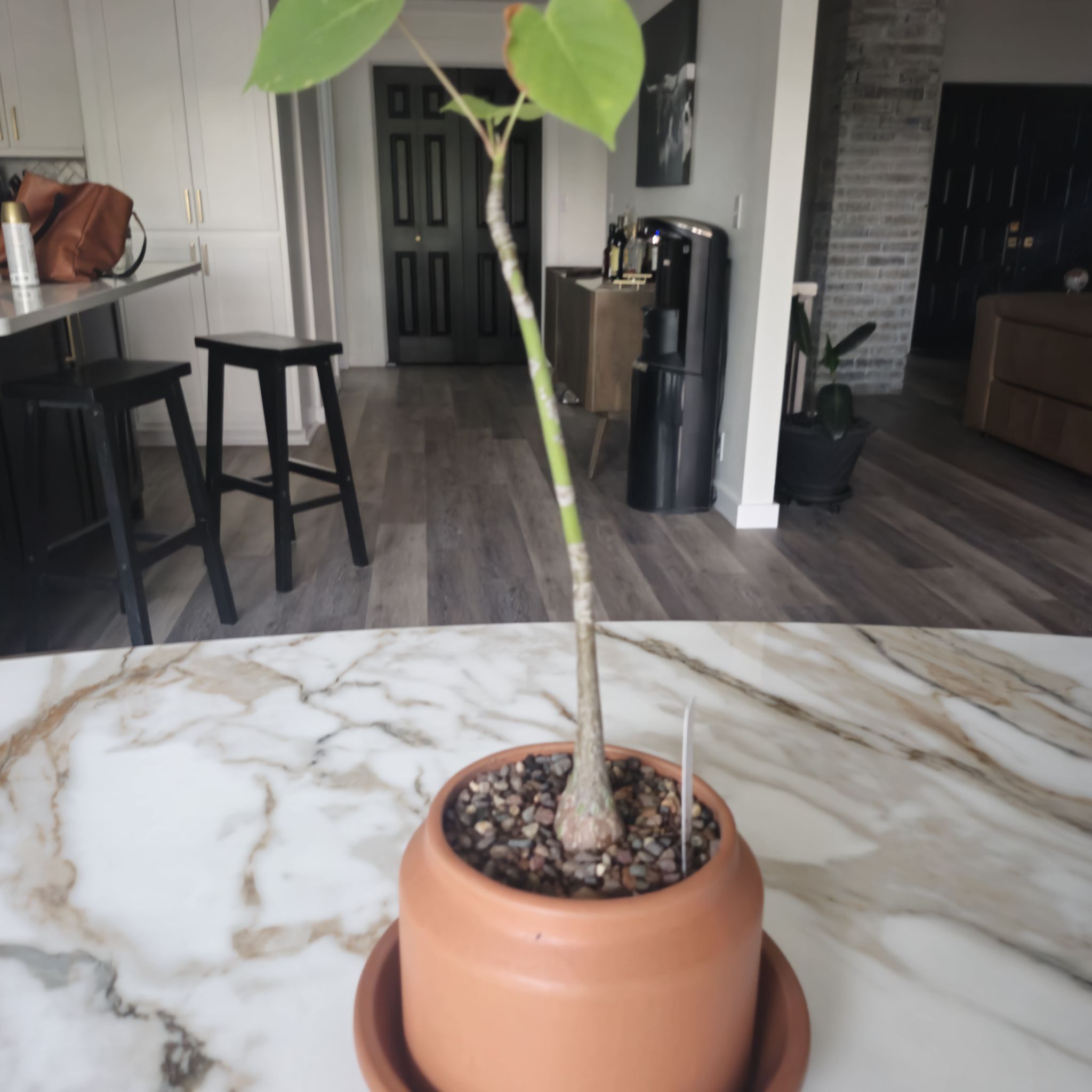 Photo of the plant species Bombax ellipticum by @AlivePigsears named Elina on Greg, the plant care app