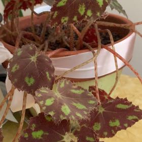 Photo of the plant species Begonia Tiger Paws by @AgileRemuremu named da Vinci on Greg, the plant care app
