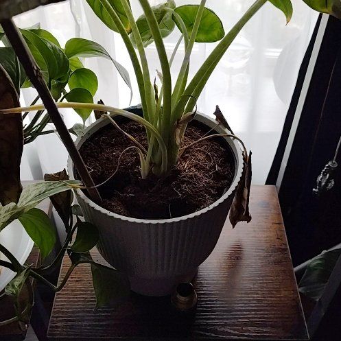 Photo of the plant species Alocasia Silver Dragon Mint by @ClearJunglevine named McKinley on Greg, the plant care app