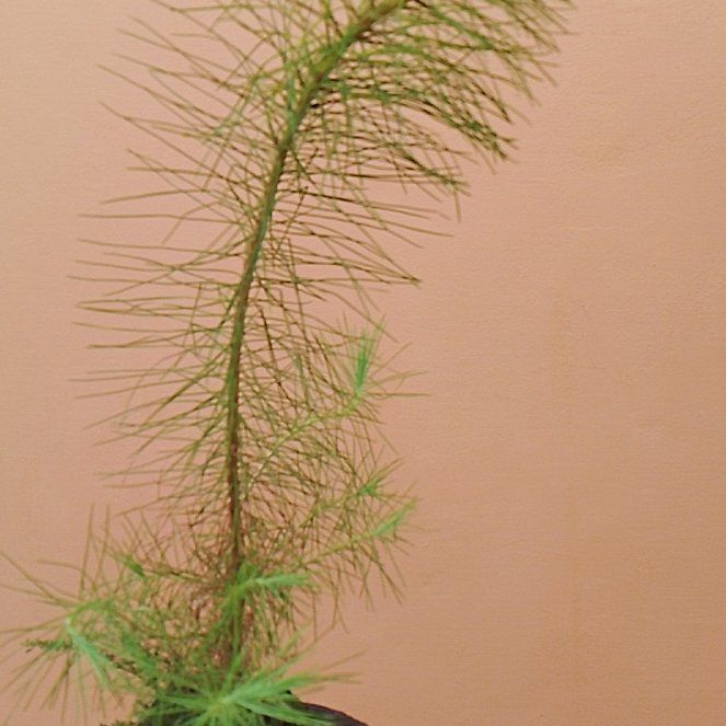 Photo of the plant species Benguet Pine by @TutorWaxivy named Sanders on Greg, the plant care app