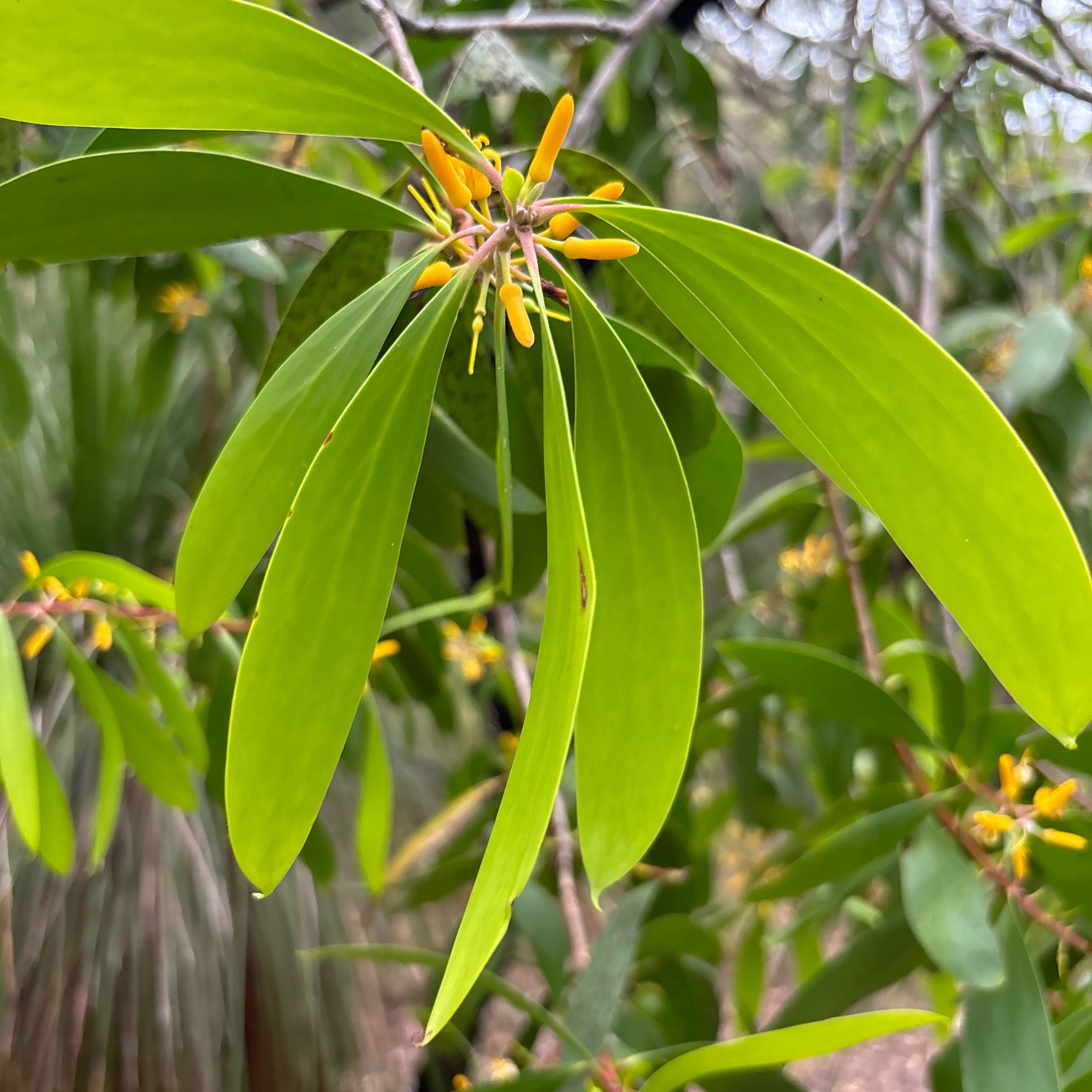 Photo of the plant species Tasmanian Pepperberry by @FabOstrichfern named Winston on Greg, the plant care app