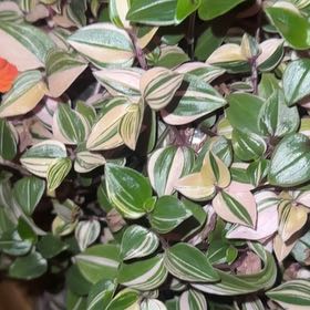 Photo of the plant species Tradescantia Pink Panther by @FinestSkyplant named Khaleesi on Greg, the plant care app