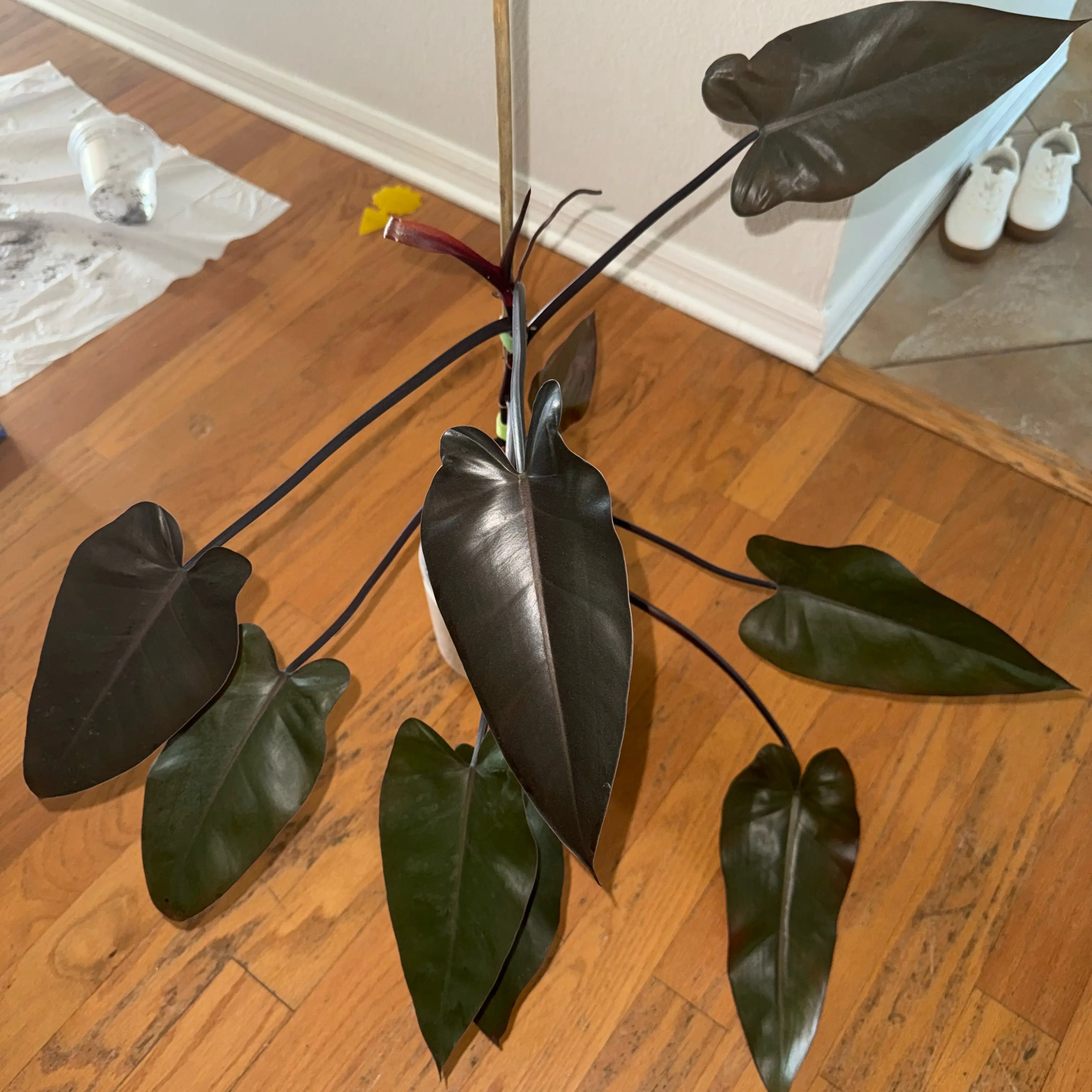 Photo of the plant species Philodendron 'Majesty' by @NewVenusslipper named Treeyoncé on Greg, the plant care app