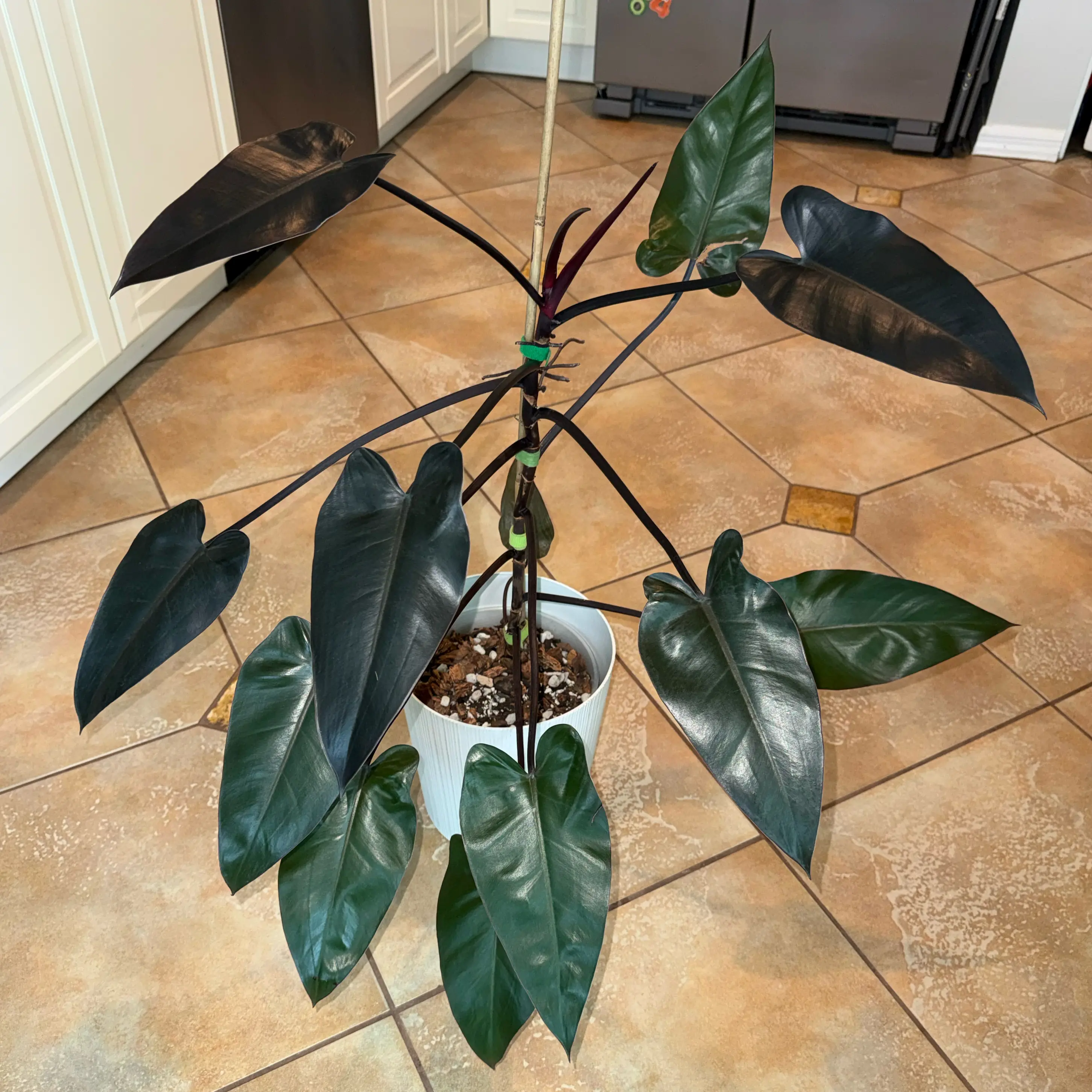 Photo of the plant species Philodendron 'Majesty' by @NewVenusslipper named Treeyoncé on Greg, the plant care app