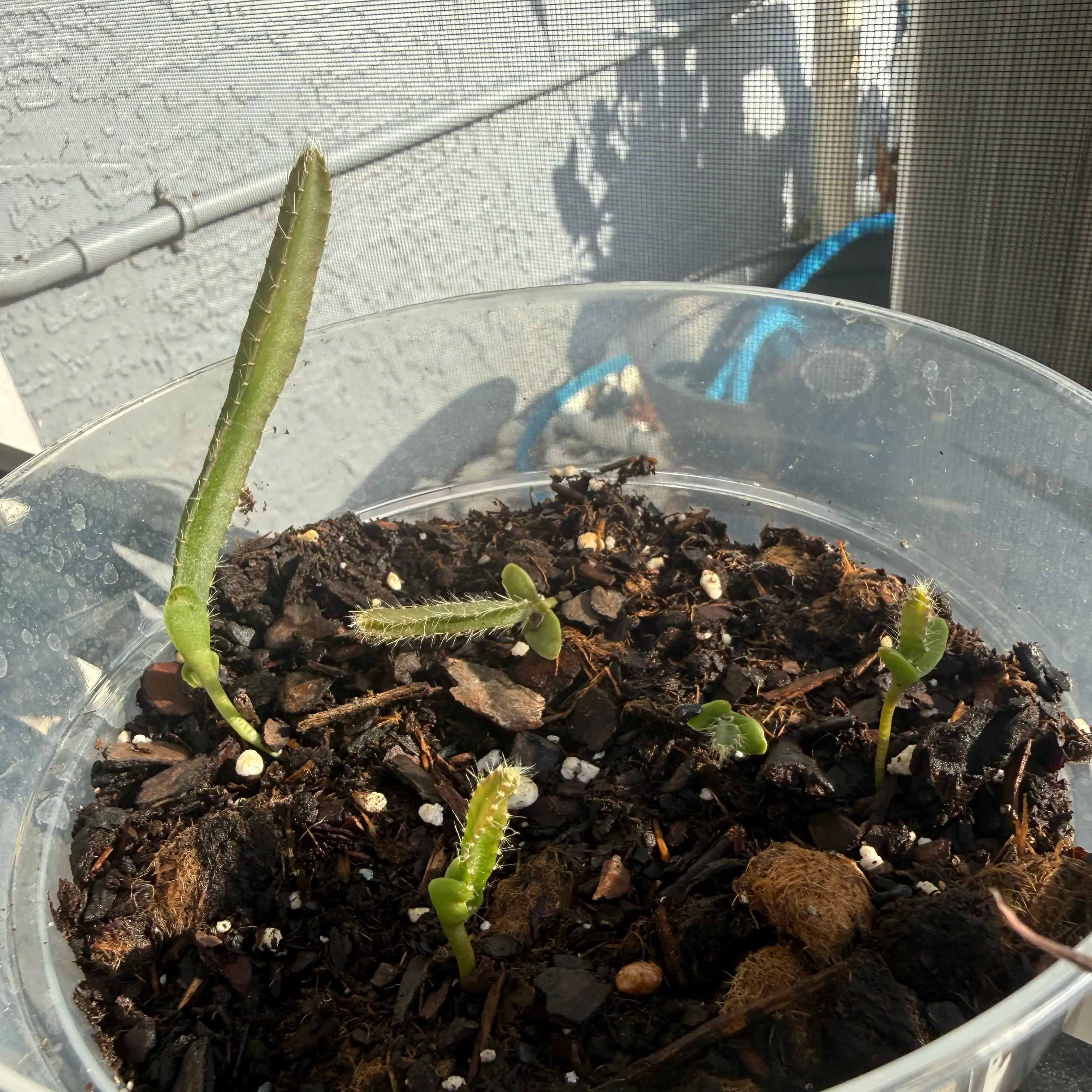 Photo of the plant species Ecuador Yellow Dragon Fruit by @NewVenusslipper named Willow on Greg, the plant care app