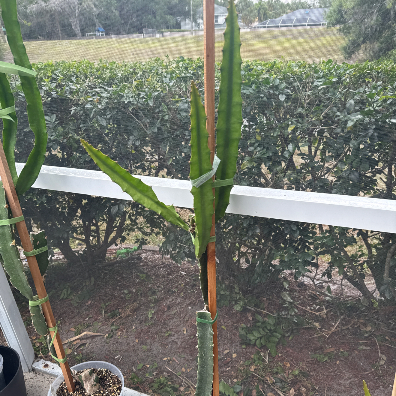 Photo of the plant species Ecuador Yellow Dragon Fruit by @NewVenusslipper named Kobe on Greg, the plant care app