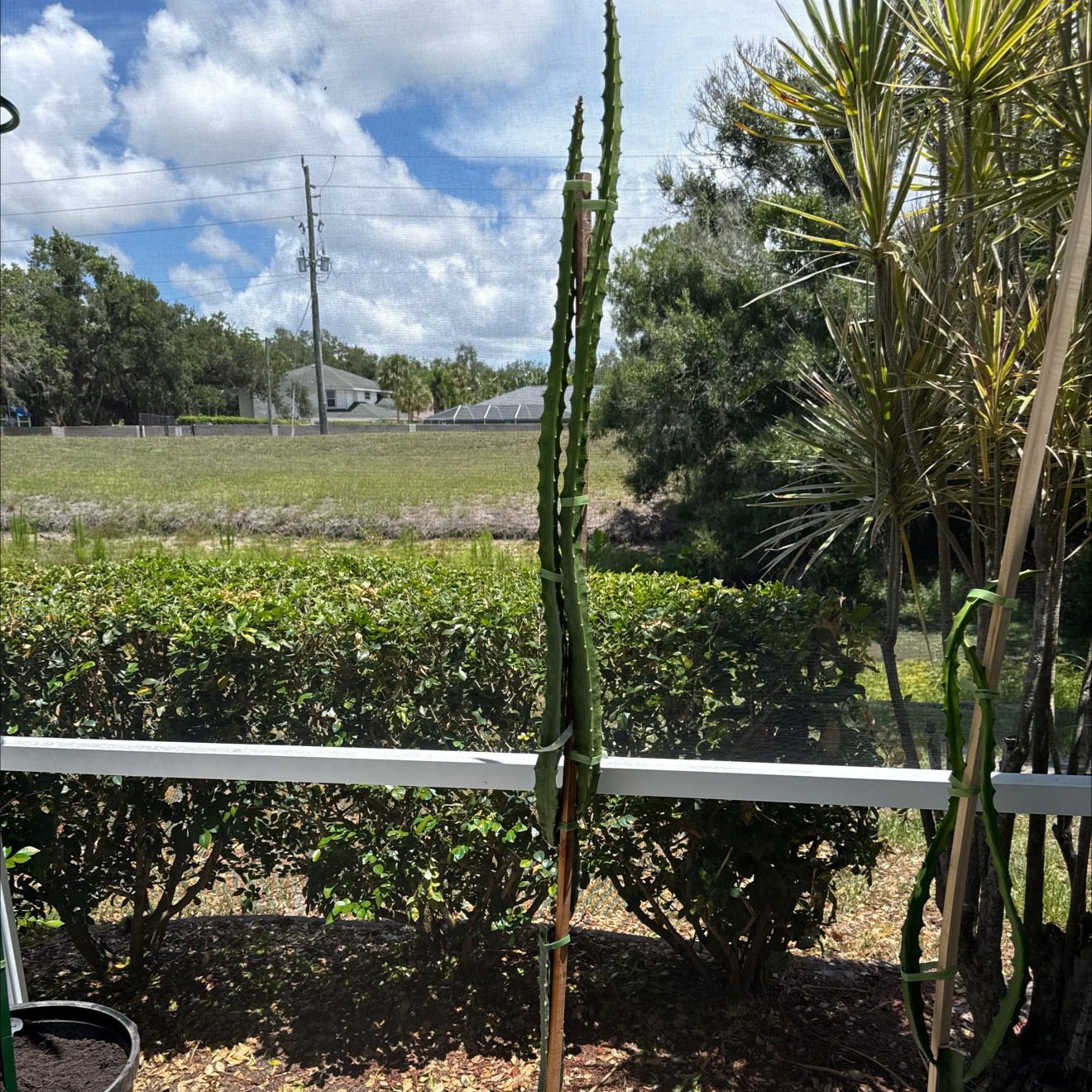 Photo of the plant species Ecuador Yellow Dragon Fruit by @NewVenusslipper named Kobe on Greg, the plant care app