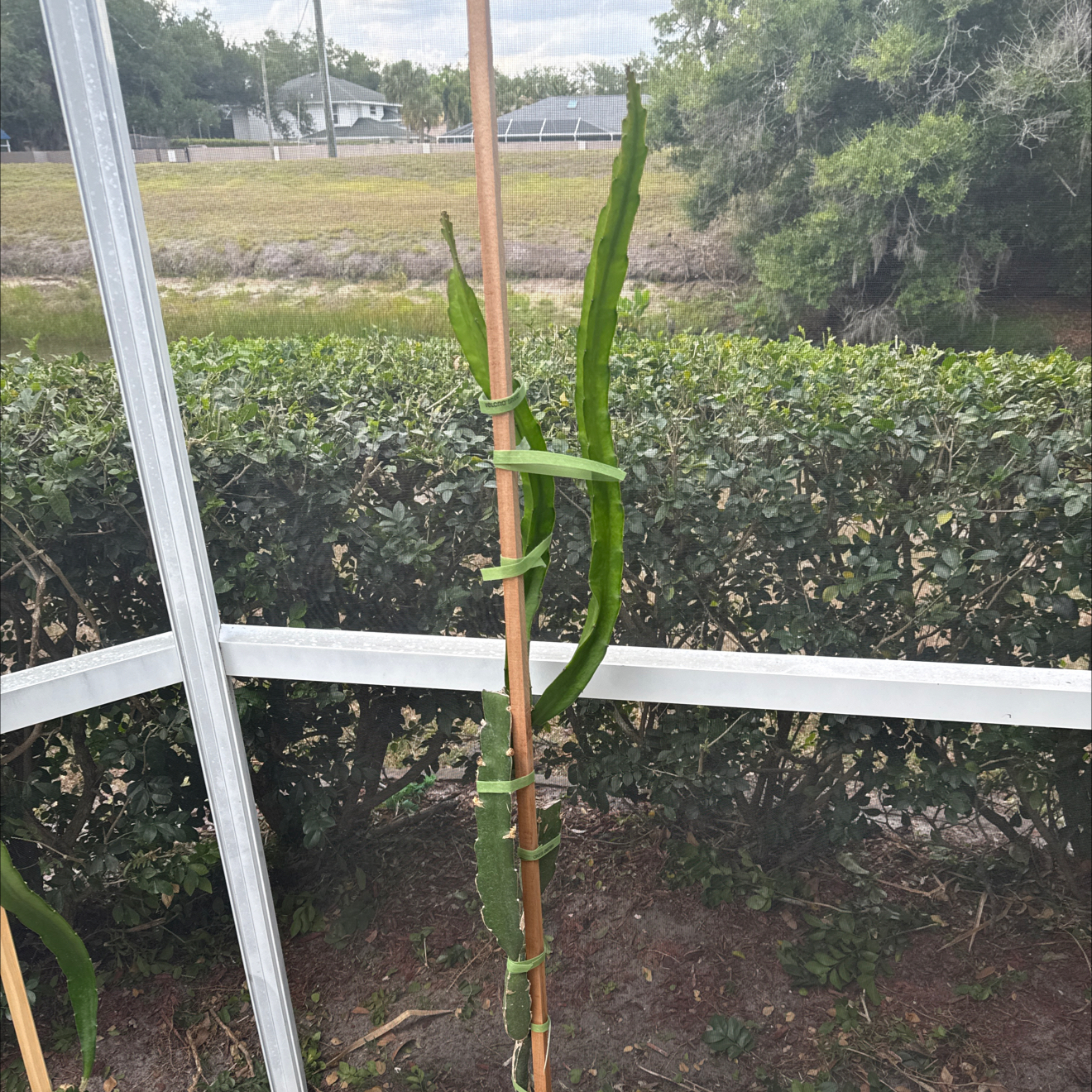 Photo of the plant species Physical Graffiti Dragon Fruit by @NewVenusslipper named Sir Plancelot on Greg, the plant care app