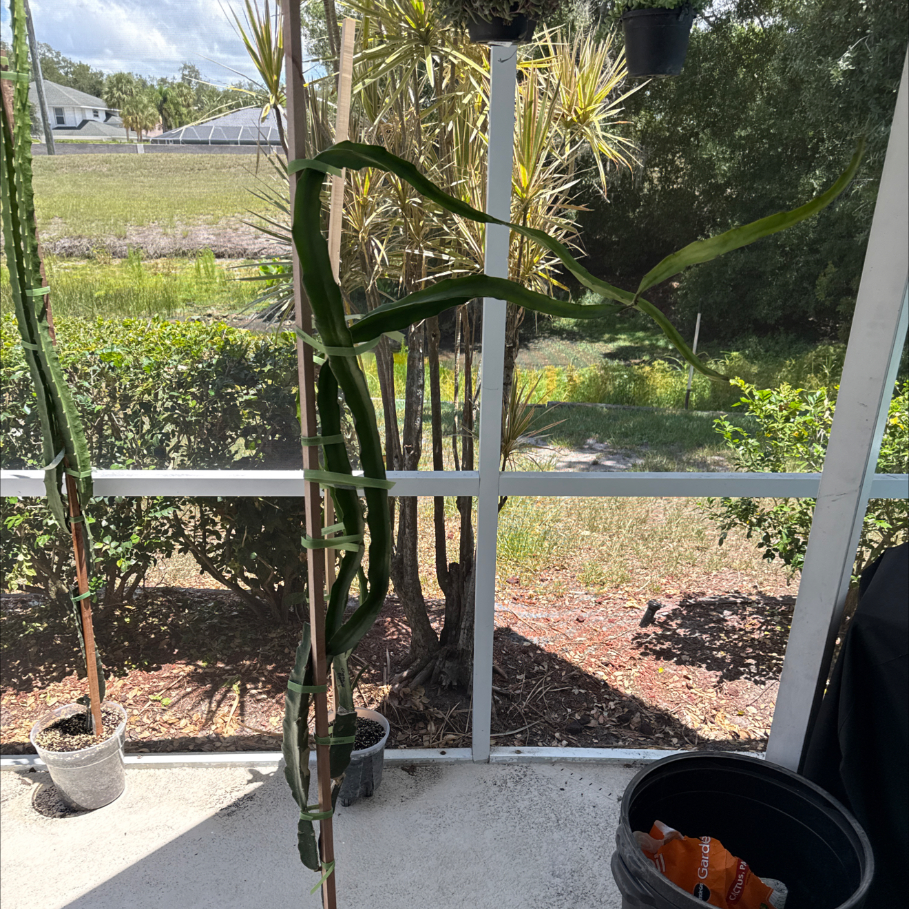 Photo of the plant species Physical Graffiti Dragon Fruit by @NewVenusslipper named Sir Plancelot on Greg, the plant care app