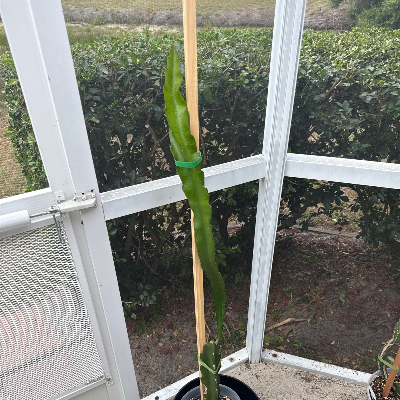 Photo of the plant species Hylocereus 'Edgar's Baby' by @NewVenusslipper named Hamilton on Greg, the plant care app