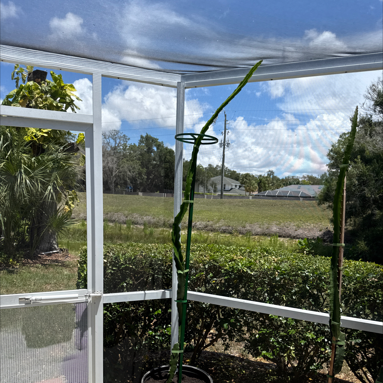 Photo of the plant species Hylocereus 'Edgar's Baby' by @NewVenusslipper named Hamilton on Greg, the plant care app