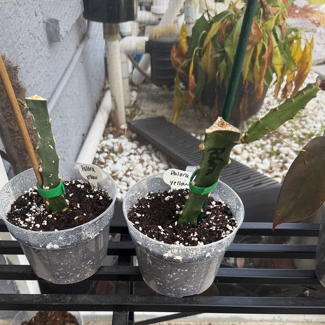 Photo of the plant species Ecuador Yellow Dragon Fruit by @NewVenusslipper named Beckham on Greg, the plant care app