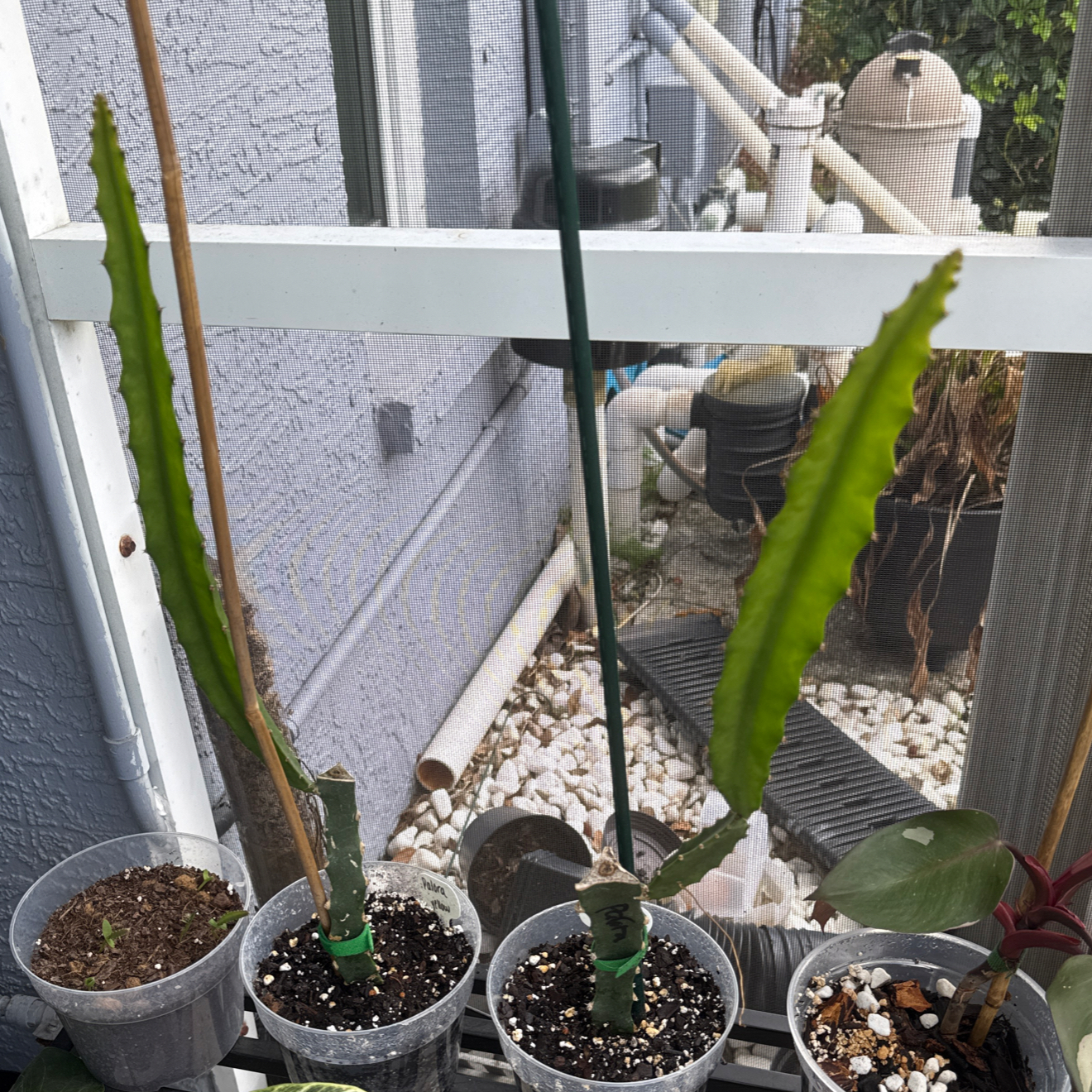Photo of the plant species Ecuador Yellow Dragon Fruit by @NewVenusslipper named Beckham on Greg, the plant care app