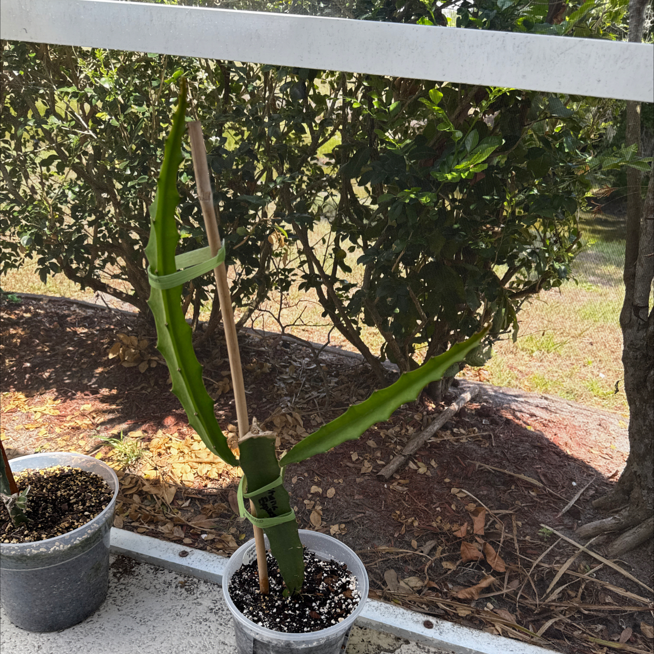 Photo of the plant species Ohana Express Dragon Fruit by @NewVenusslipper named Kendall on Greg, the plant care app