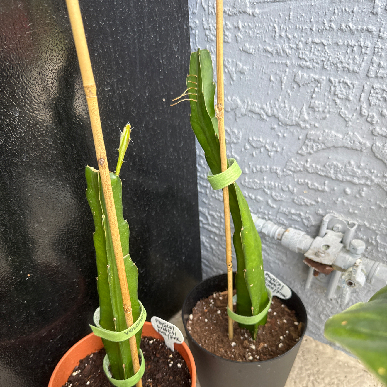 Photo of the plant species Physical Graffiti Dragon Fruit by @NewVenusslipper named Anne on Greg, the plant care app